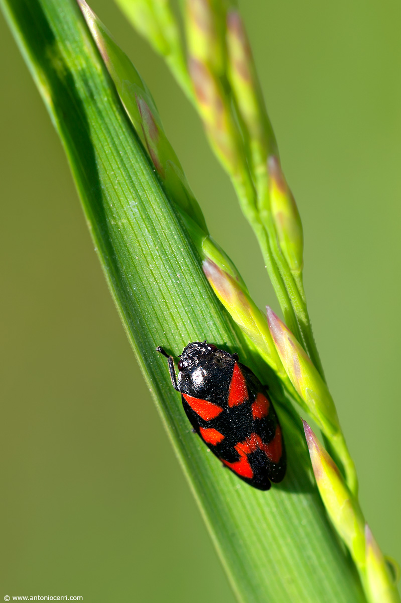 Aiuto per identificazione